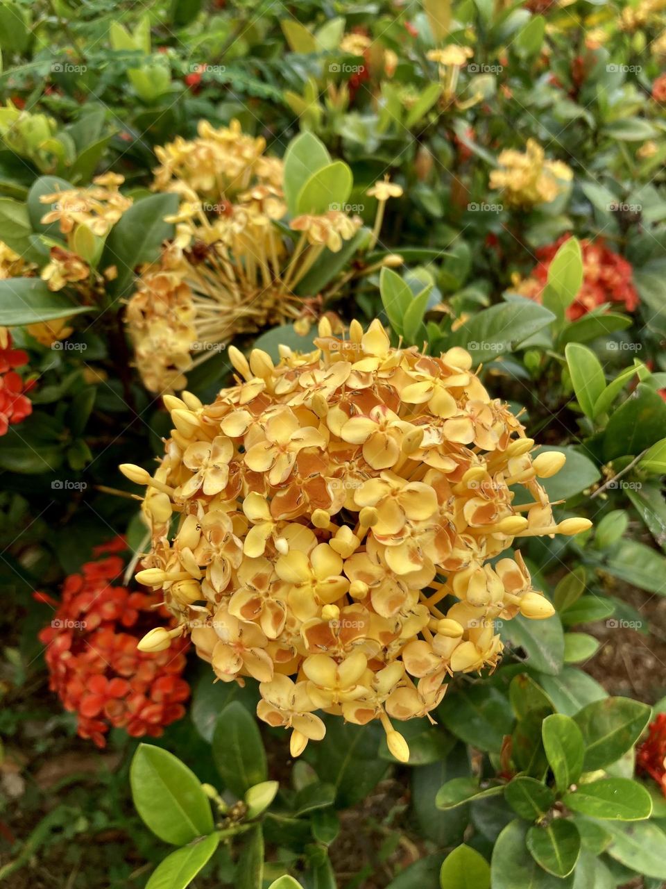 🌹 🇺🇸 Very beautiful flowers to brighten our day.  Live nature and its beauty. Did you like the delicate petals? / 🇧🇷 Flores muito bonitas para alegrar nosso dia. Viva a natureza e sua beleza. Gostaram das pétalas delicadas? 