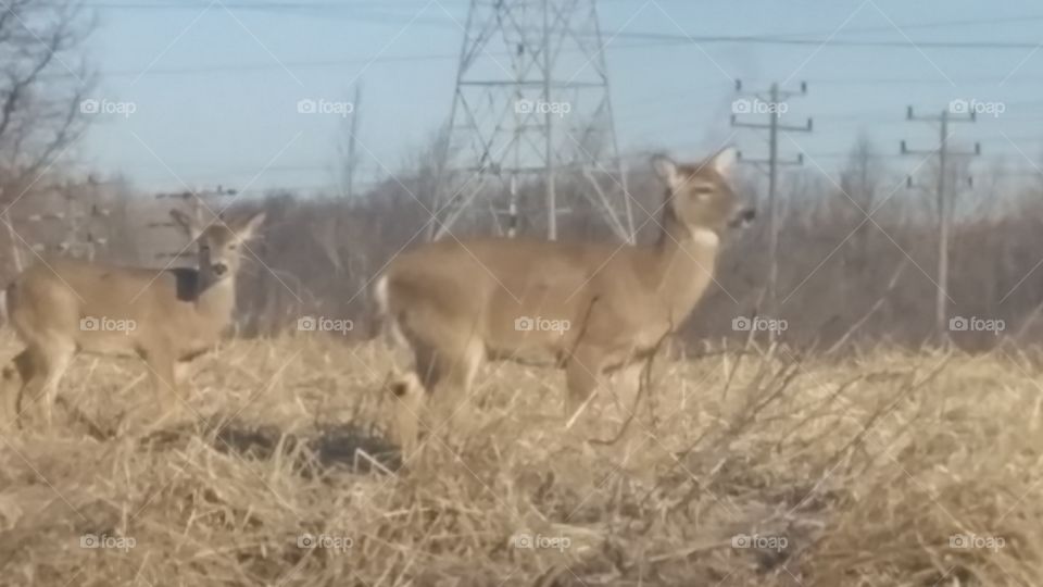 2 deer