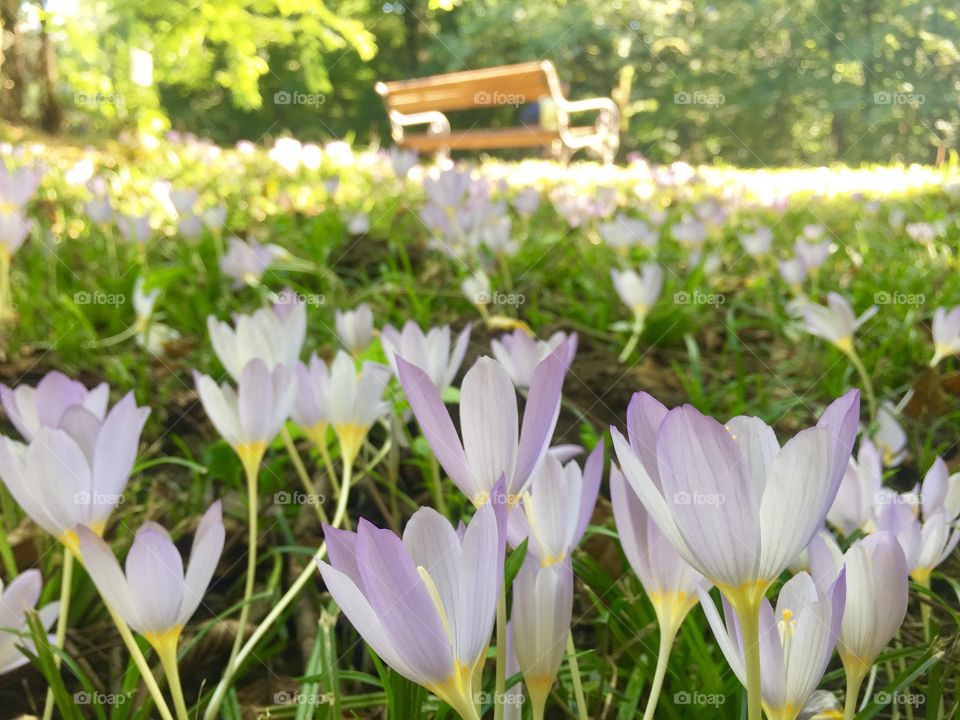 Crocuses in the park with a bench in the background 