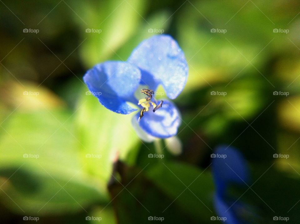 Flower head. Trying my new macro lense.