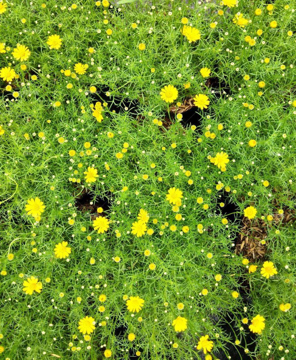 yellow daisy flower.