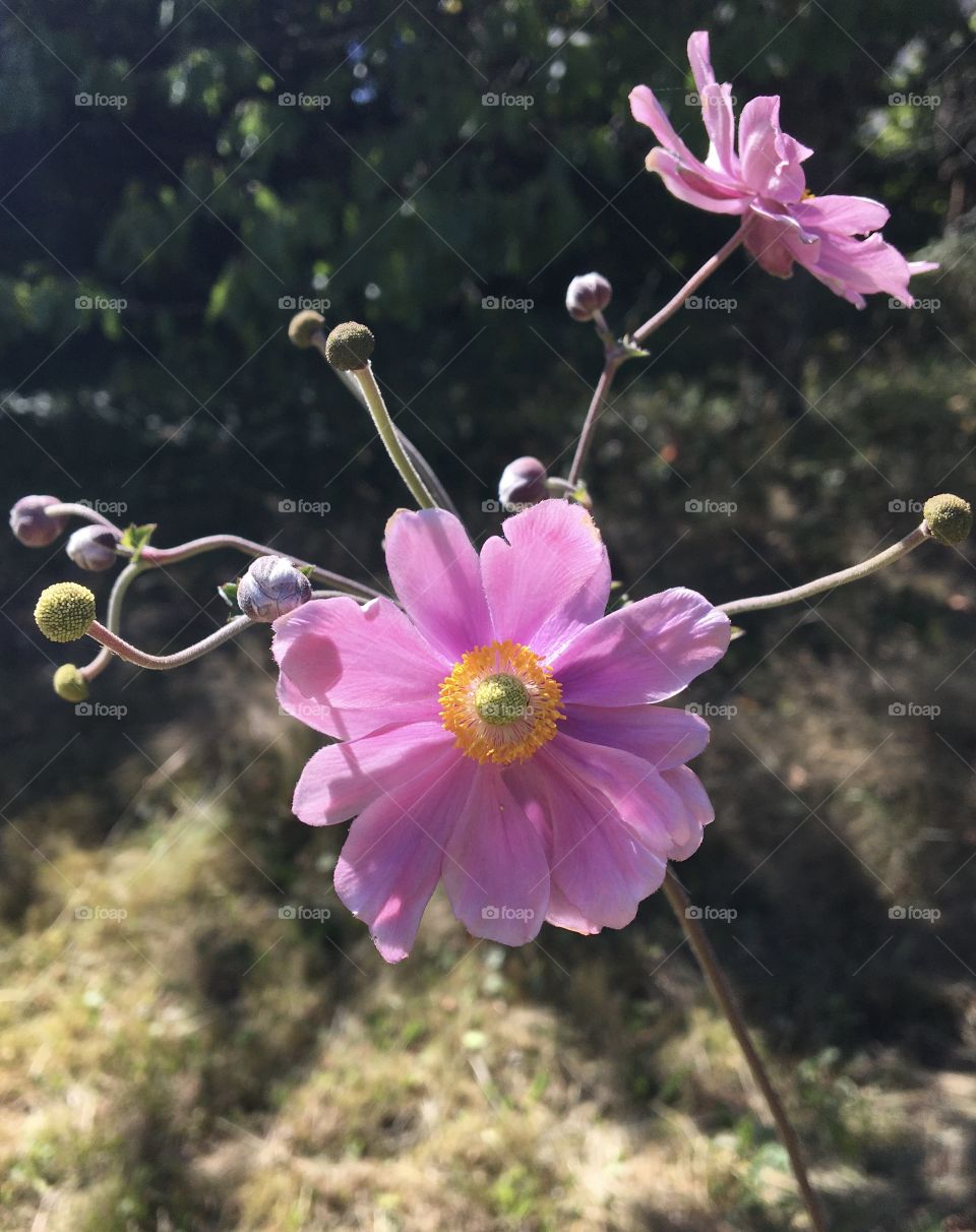 Japanese anemone 