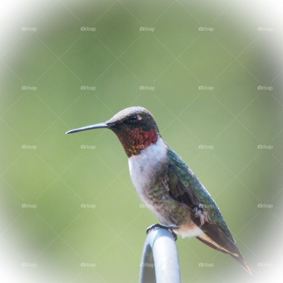 Hummingbird. Perched and ready to defend the bird feeder we set up, this little guy was hardly 2" big!