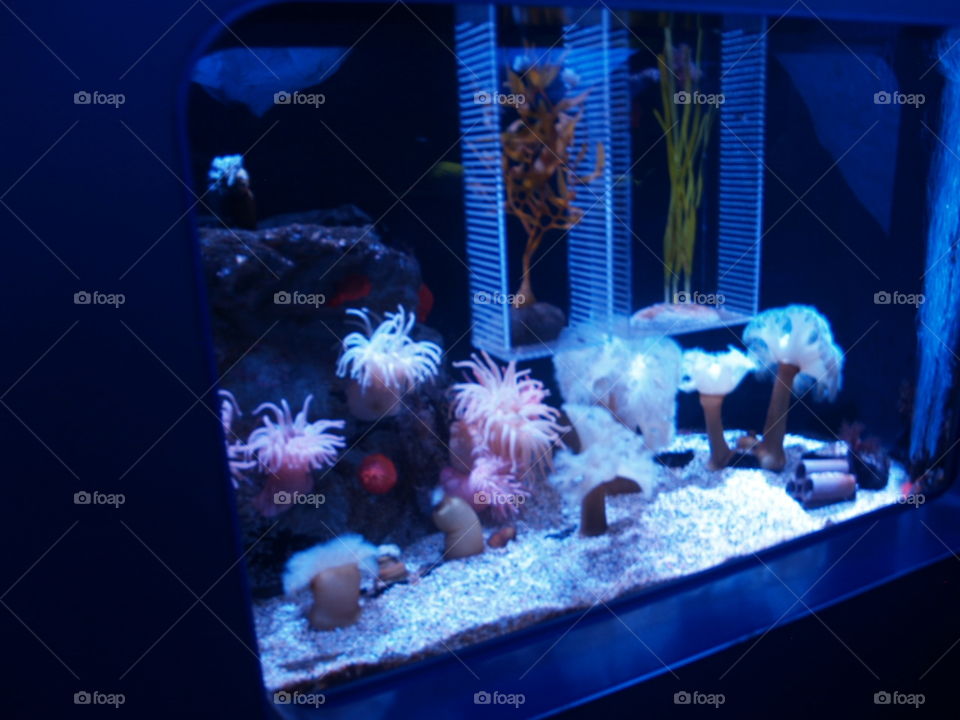 Jellifish in Osaka aquarium