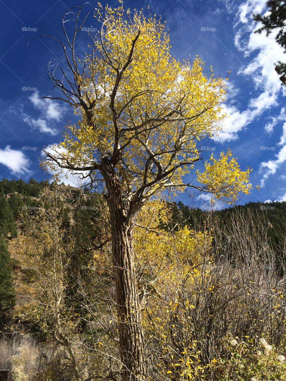 Autumn in the mountains 