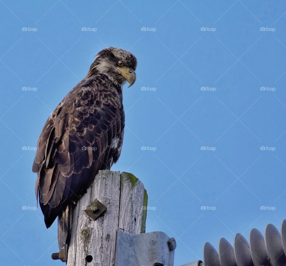 Young bald eagle