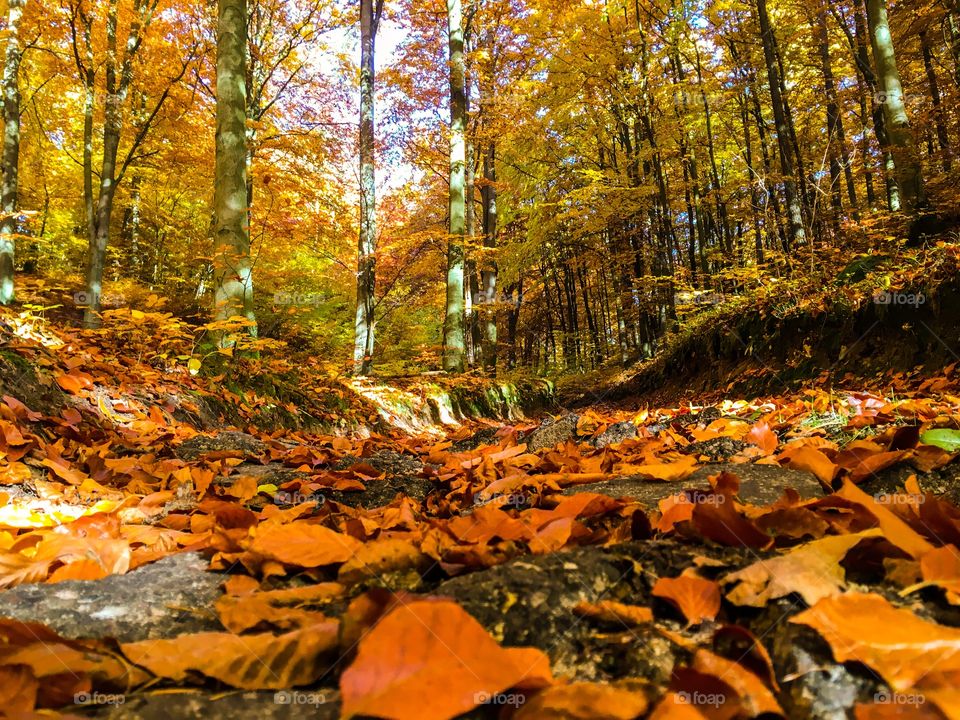 Forest in autumn