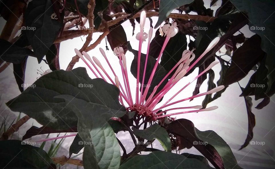 Clerodendron 2