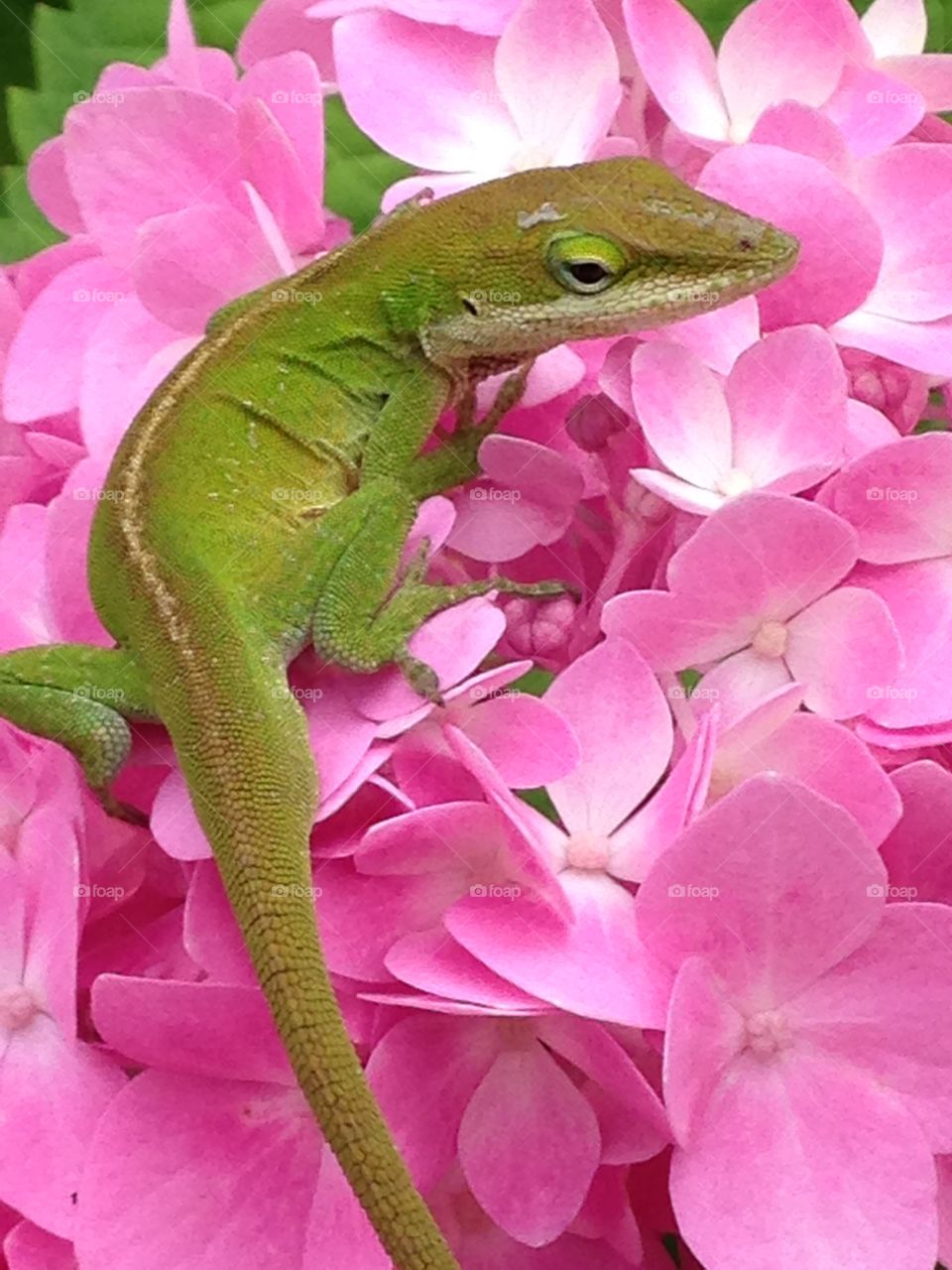 Can you see me now?. Green lizard on pink flowers