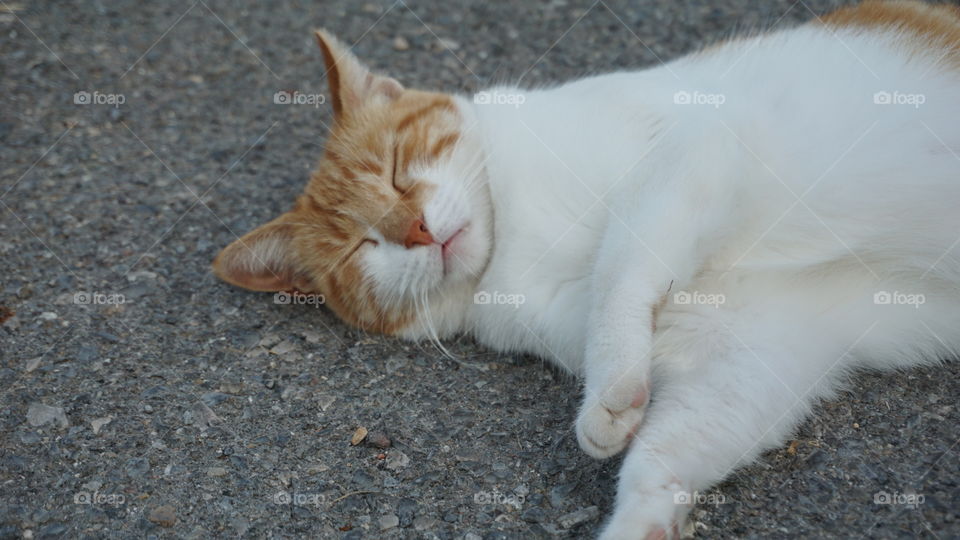 Cat#animal#sleep#cute#chill