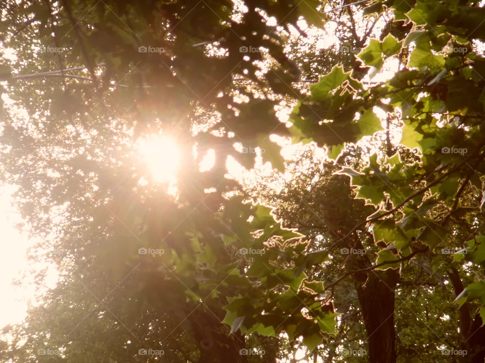 sun