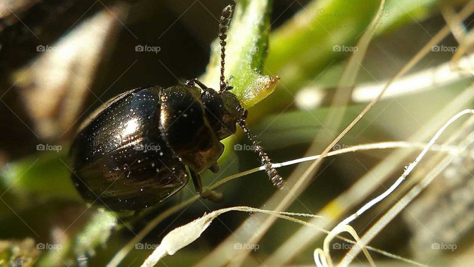 Beetle in the Garden