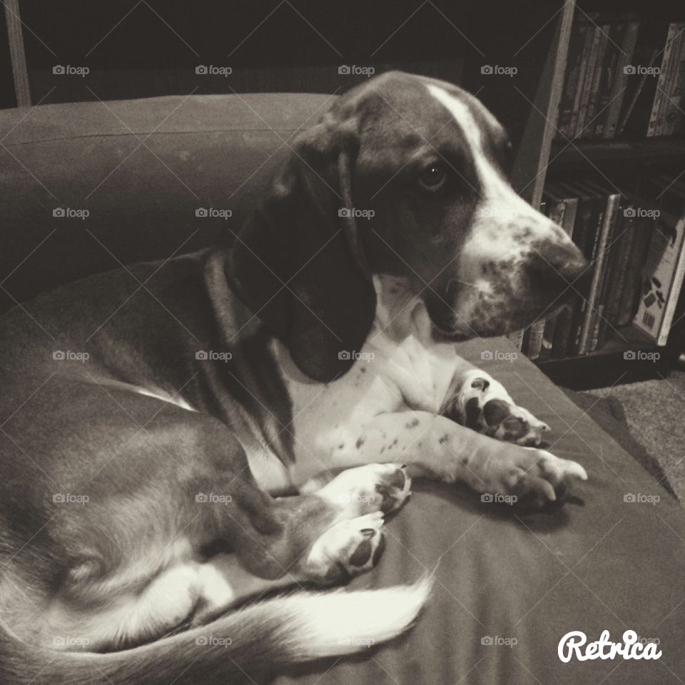 Duncan the Dog. My Basset Hound on his favorite spot on the couch.