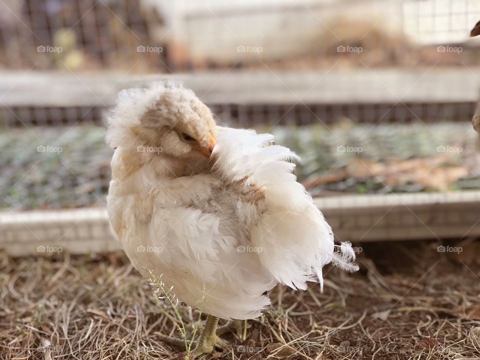 Easter Egger pullet