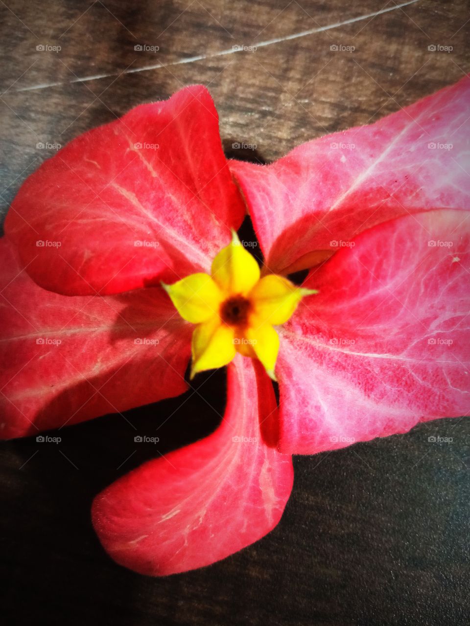 beautiful pink and yellow petalled flowers