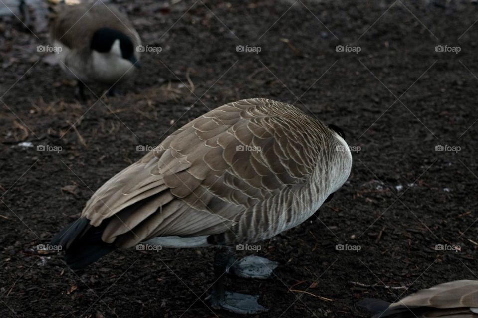  A goose adjusting it’s feathers 