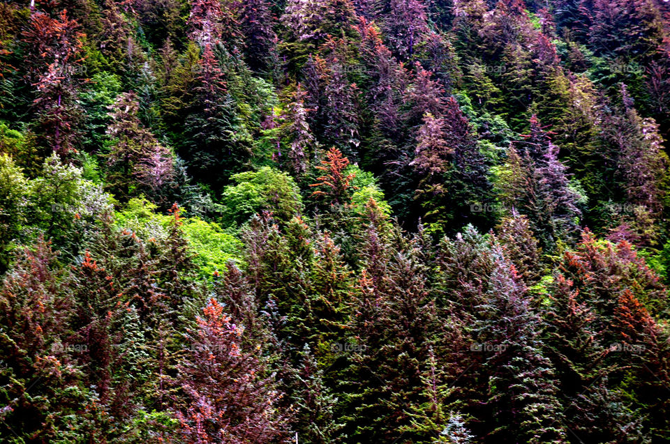 tree trees leaves forest by refocusphoto