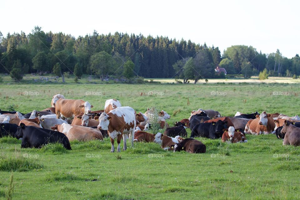 Cows on pasture . Cows on pasture 