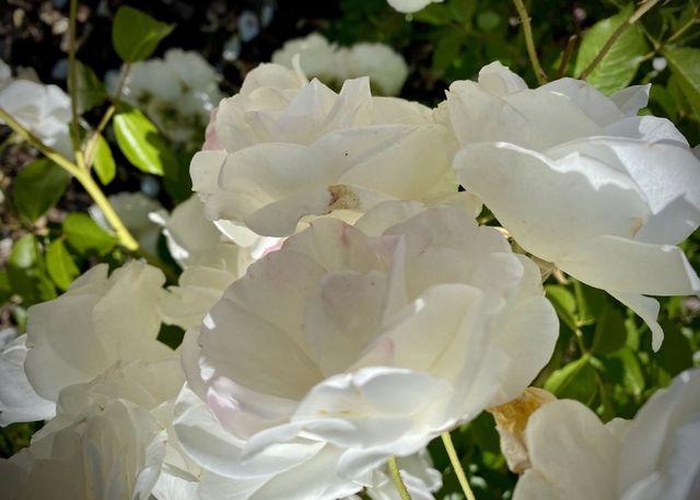White roses blooming 