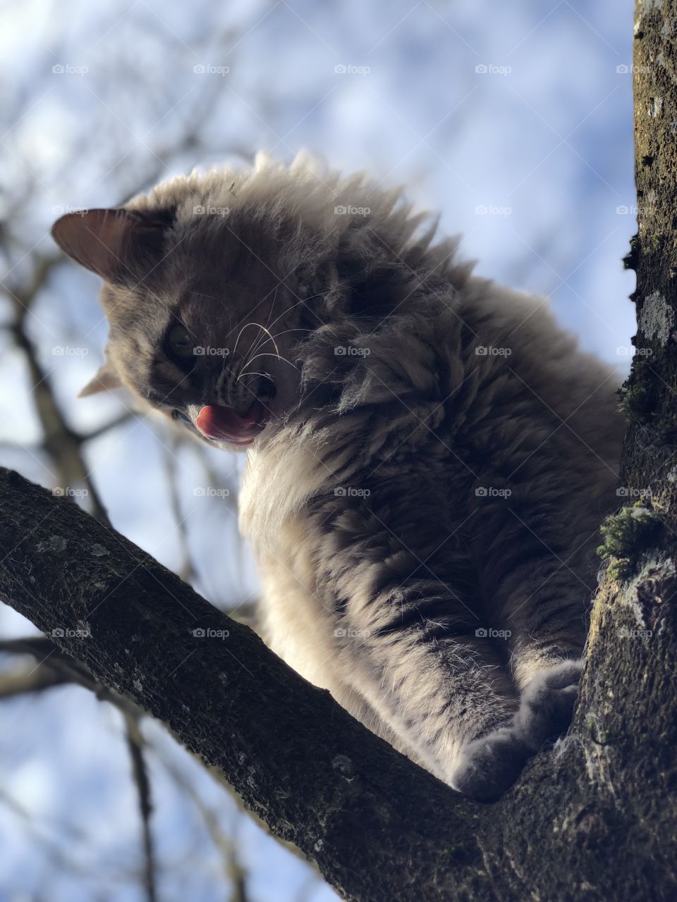Tree climber 