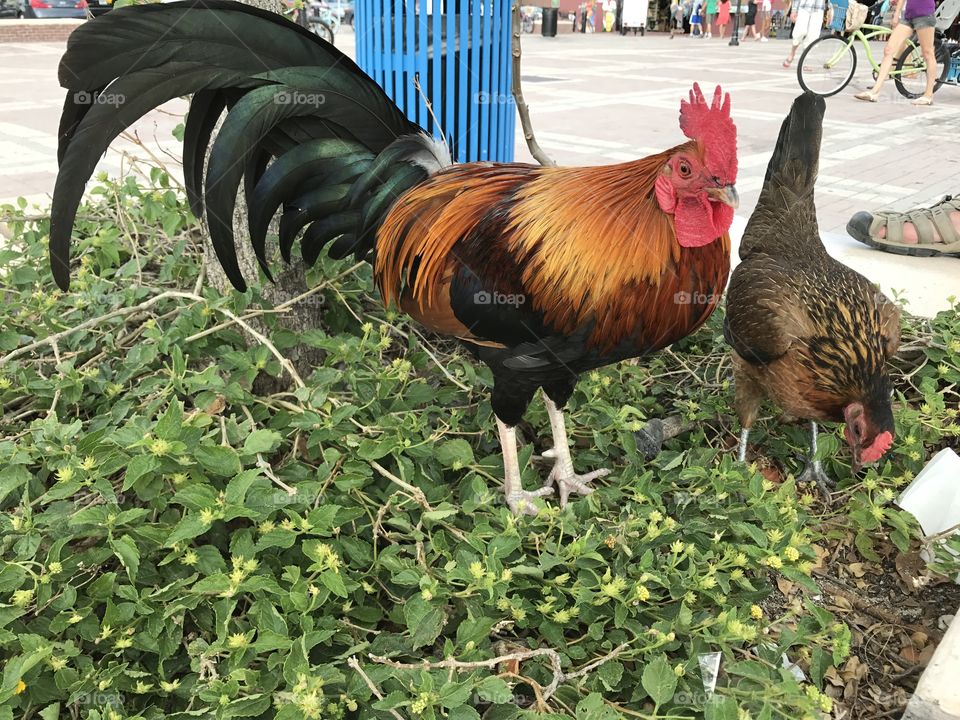 Roosters!!