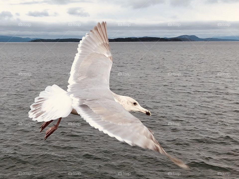 Seagull Soaring Sidney Harbour Pier 