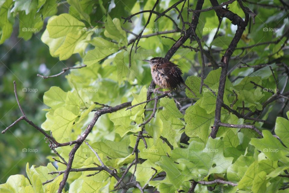 Wren perching on tree