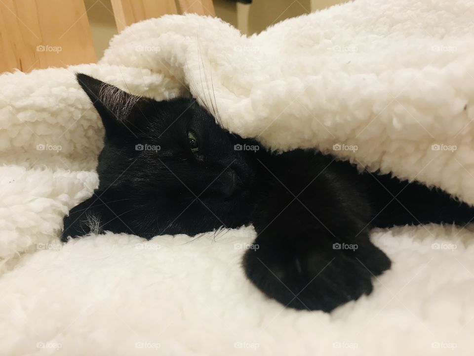 Fun photo with darling black kitty cat laying completely cuddled up in cozy white blanket!! 