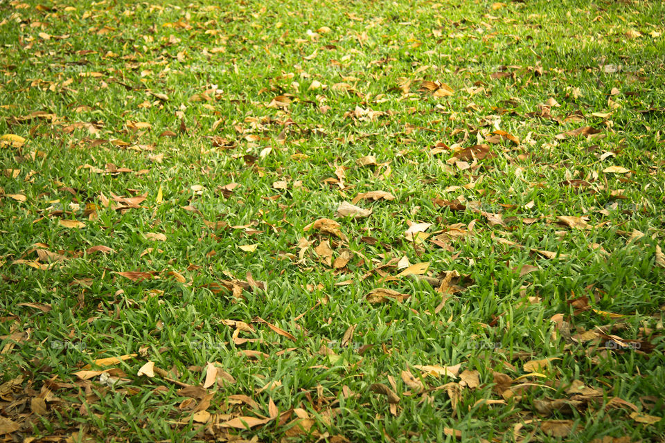Dry leaves and grass