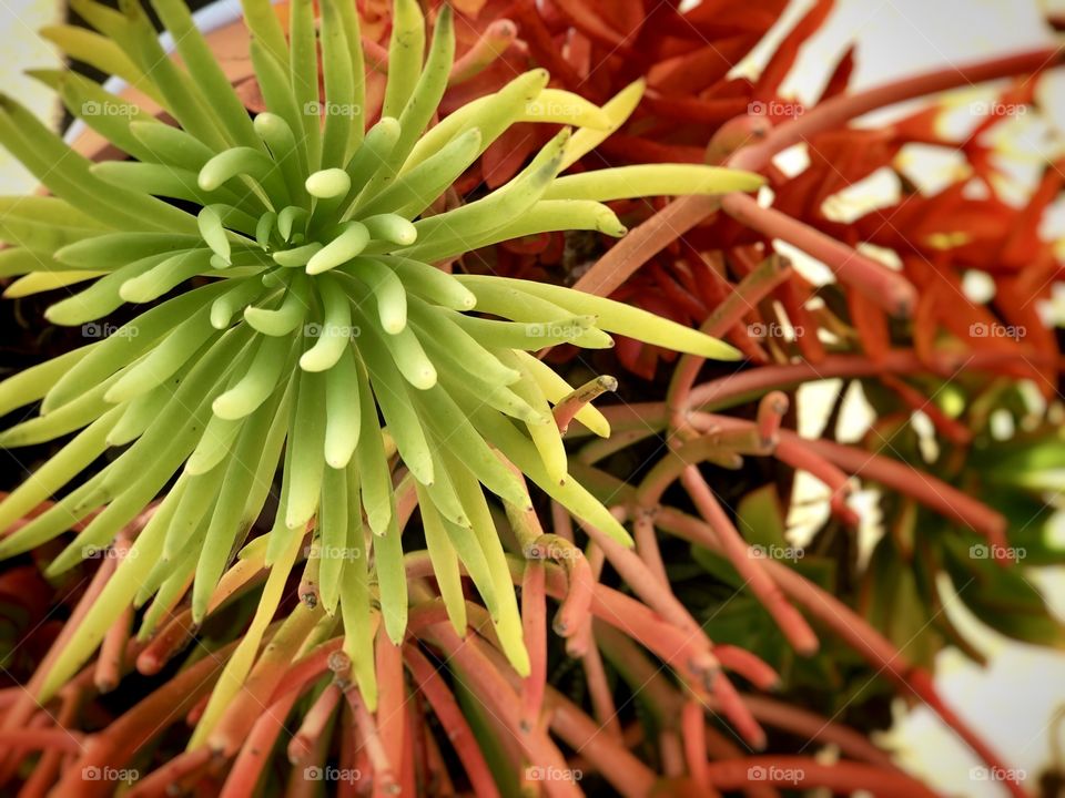 Brilliantly Green and Orange Succulent 