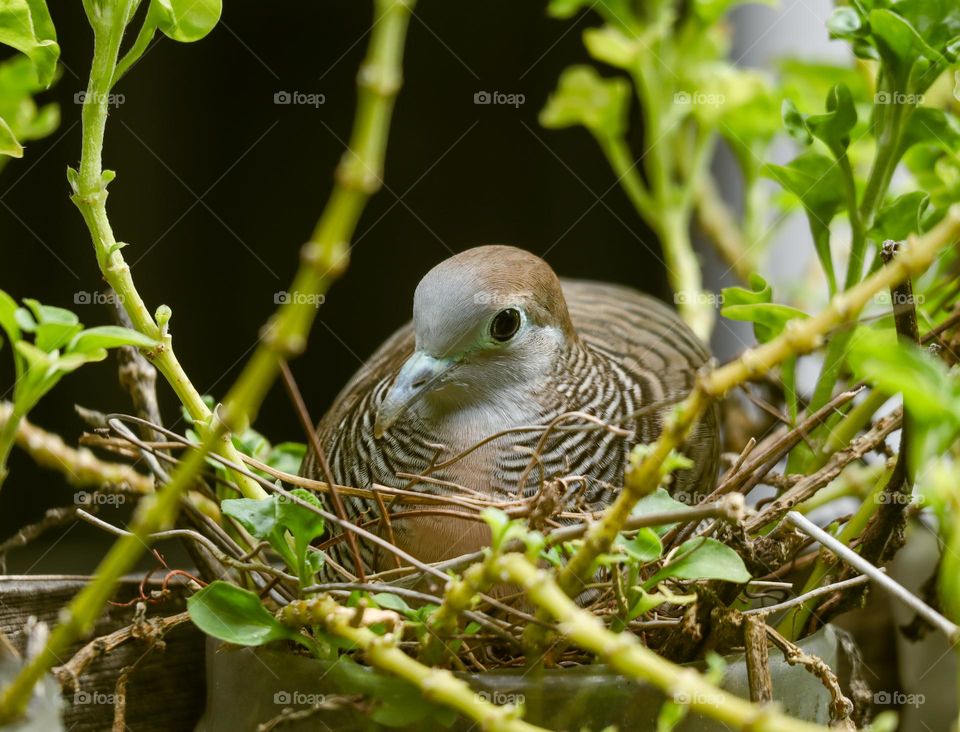 Zebra Dove lay egg