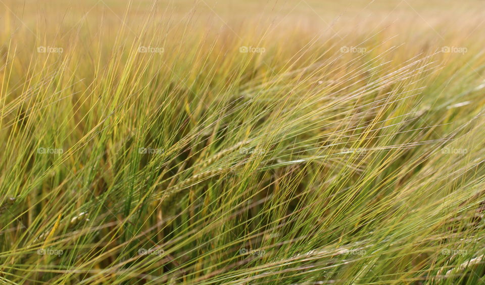 Close-up of wheat plant