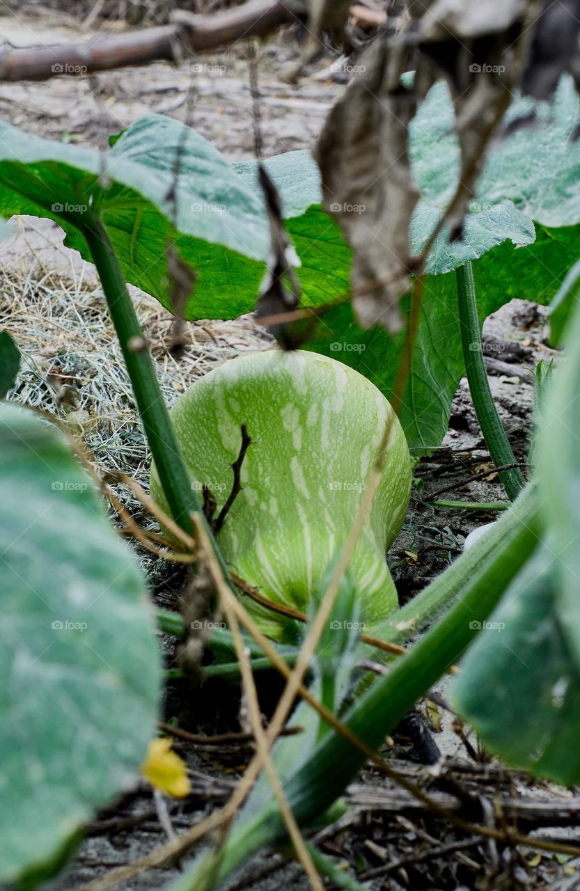 The land is the food of mankind. There is nothing better than to honor it with the fruits it provides us.