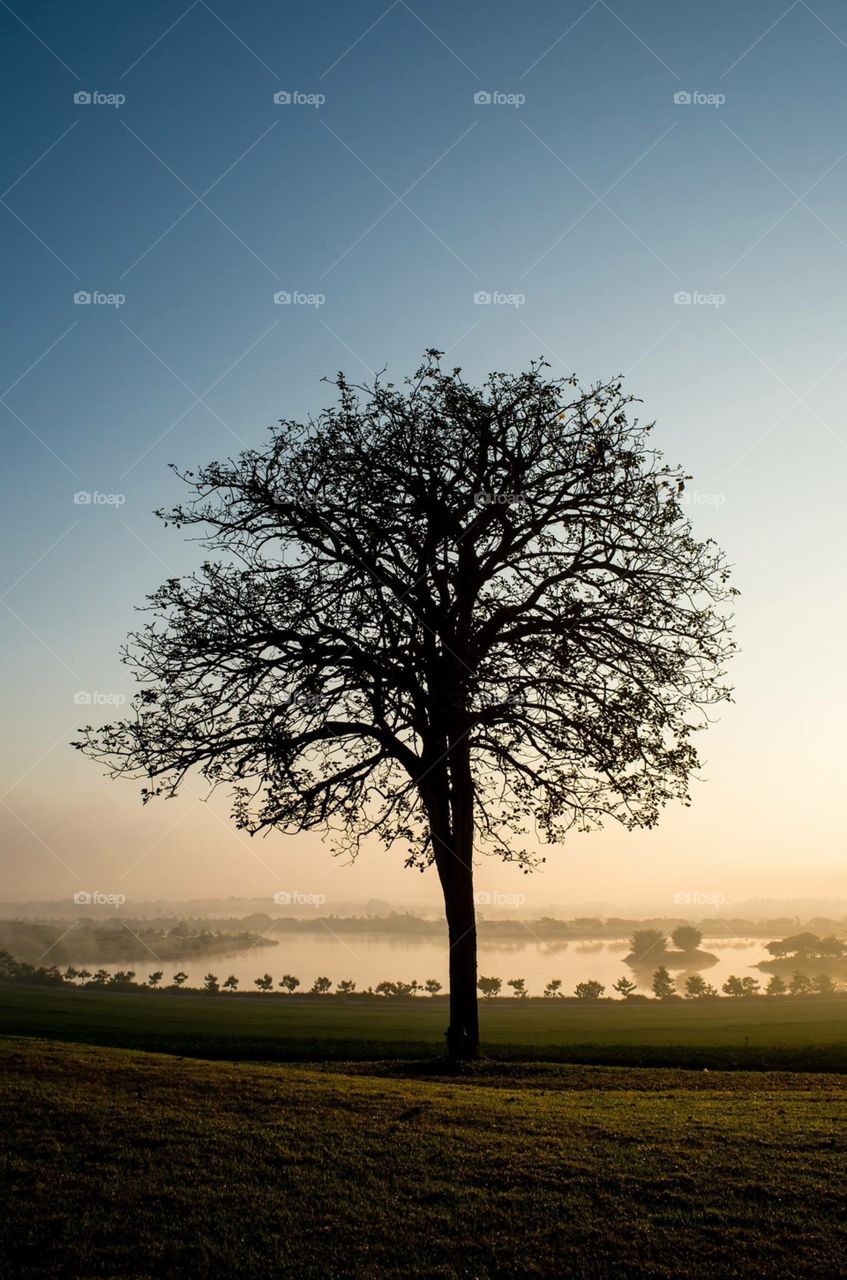 Silhouette of tree
