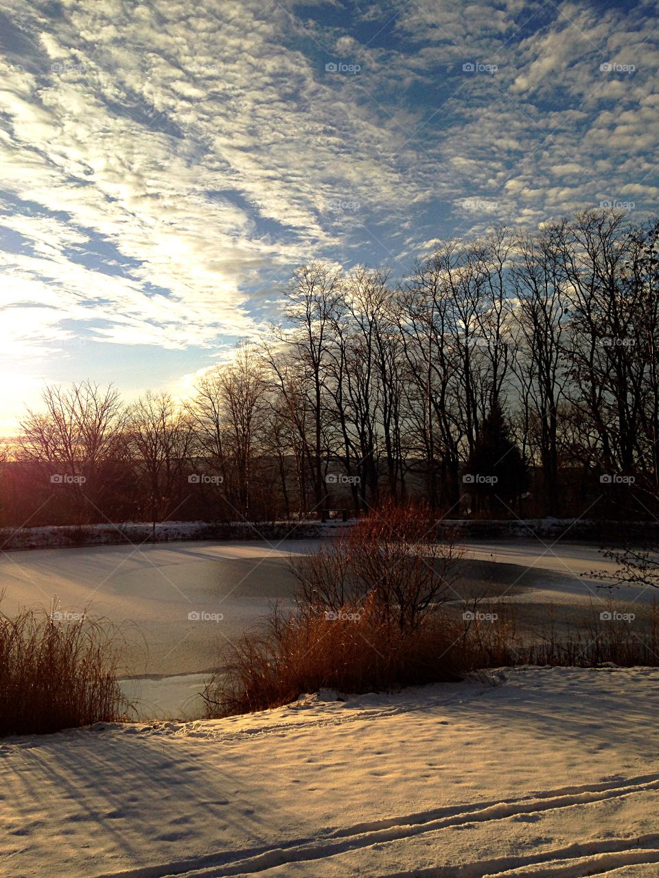 View of bare trees during winter