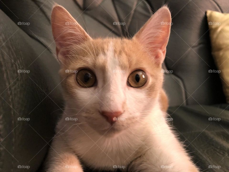 Beautiful cat looking at camera.