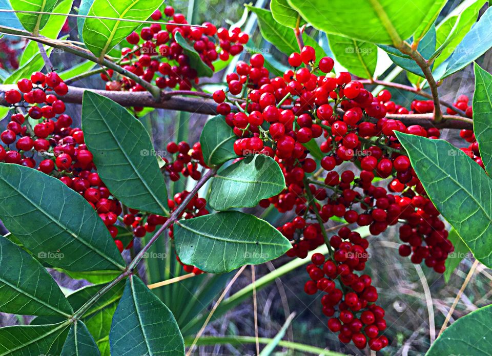 Red berries 