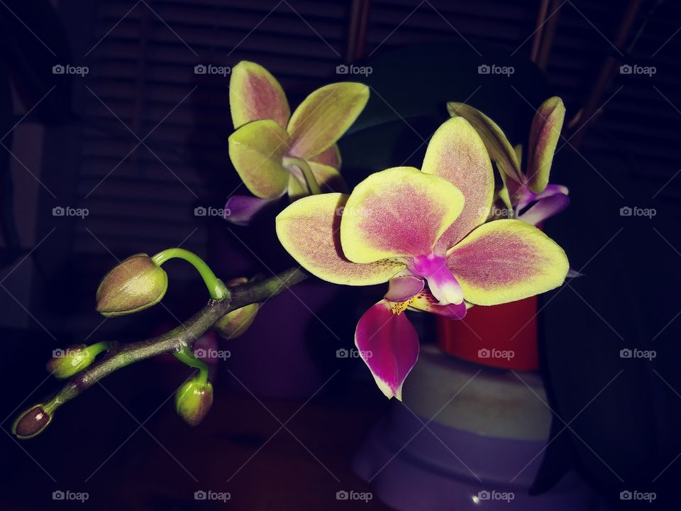 colorful orchid blooms