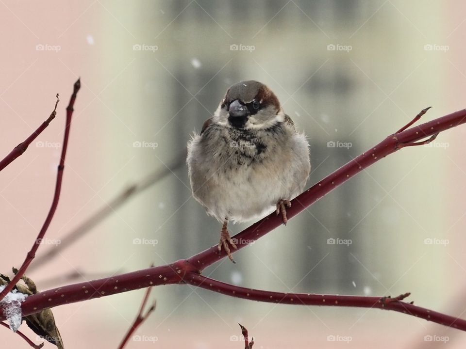 Sparrow in the snow