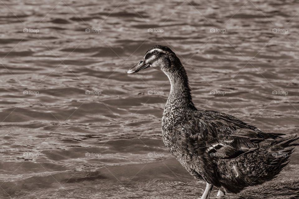 Large duck standing on lake shore in Sepia bw