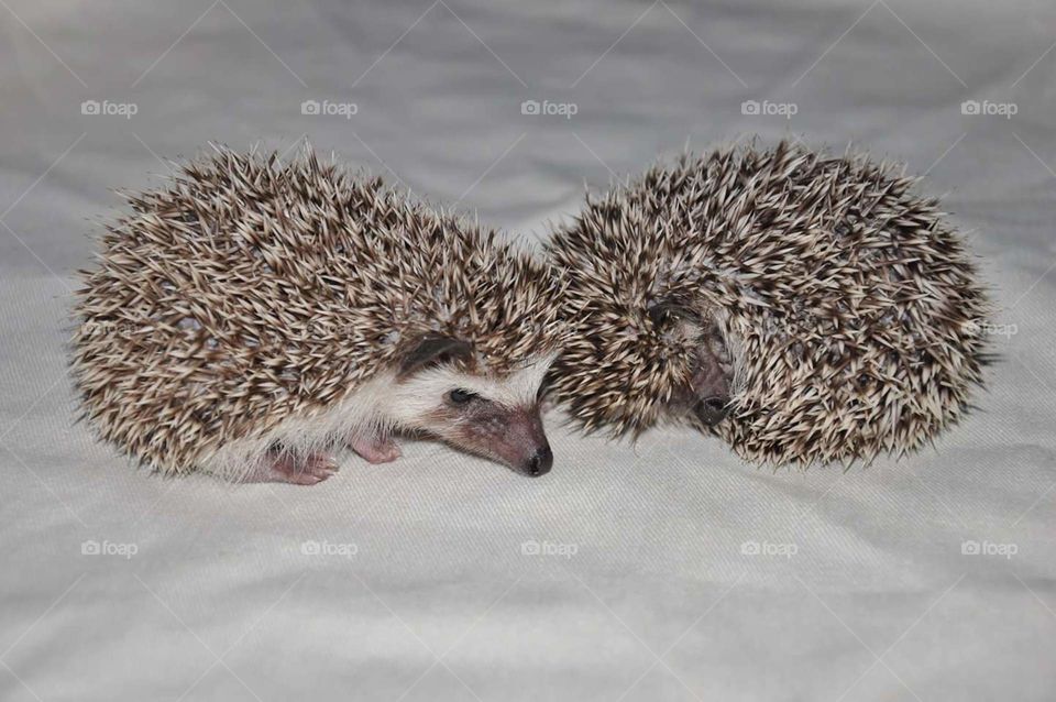 Hedgehogs