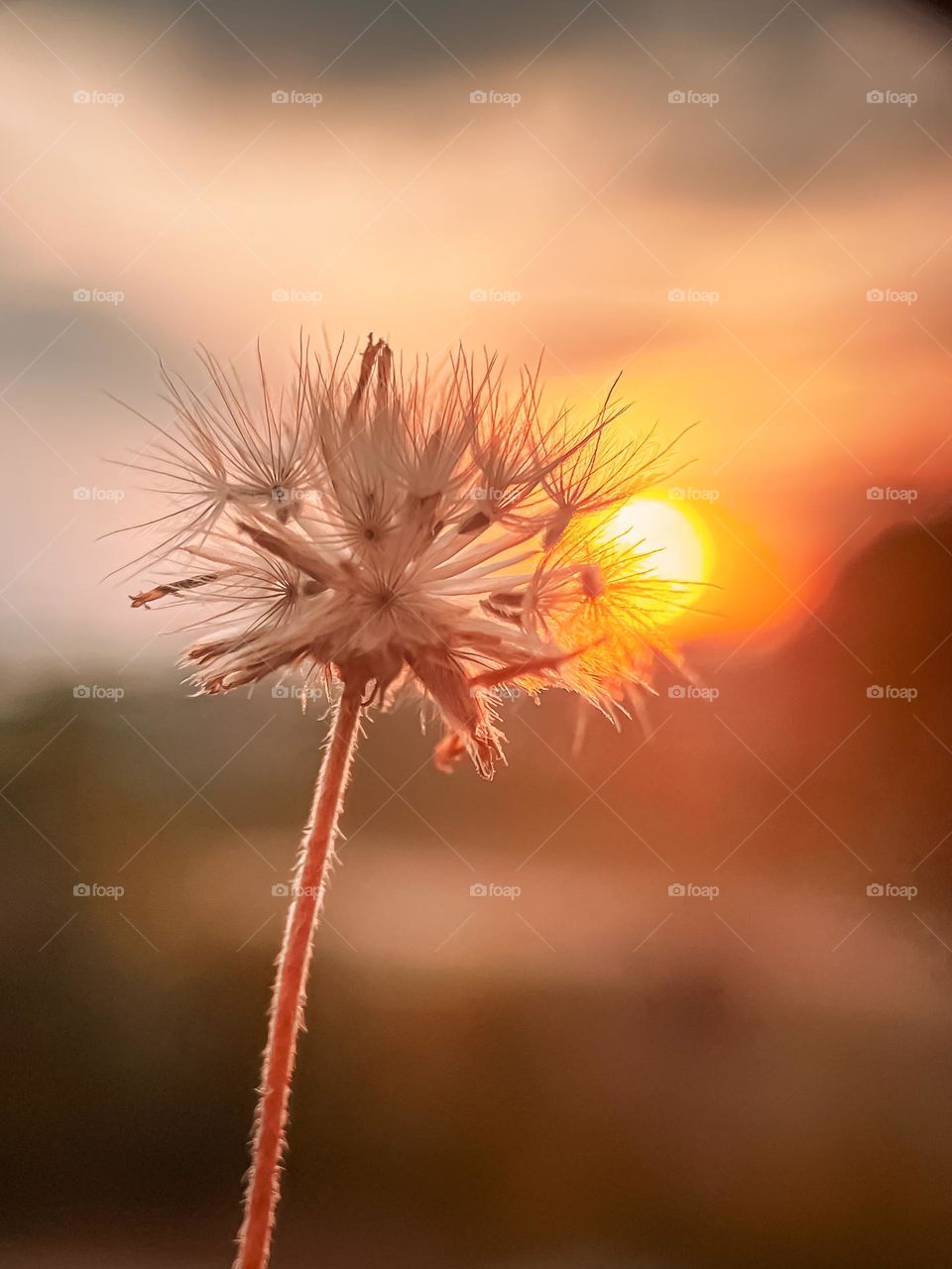 Romantic love of a dried daisy with beautiful sunset background