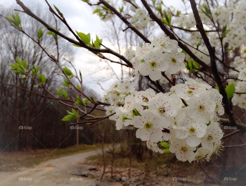 White Spring Blooms