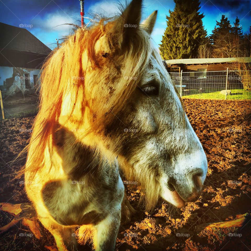 Equestrian encounter 