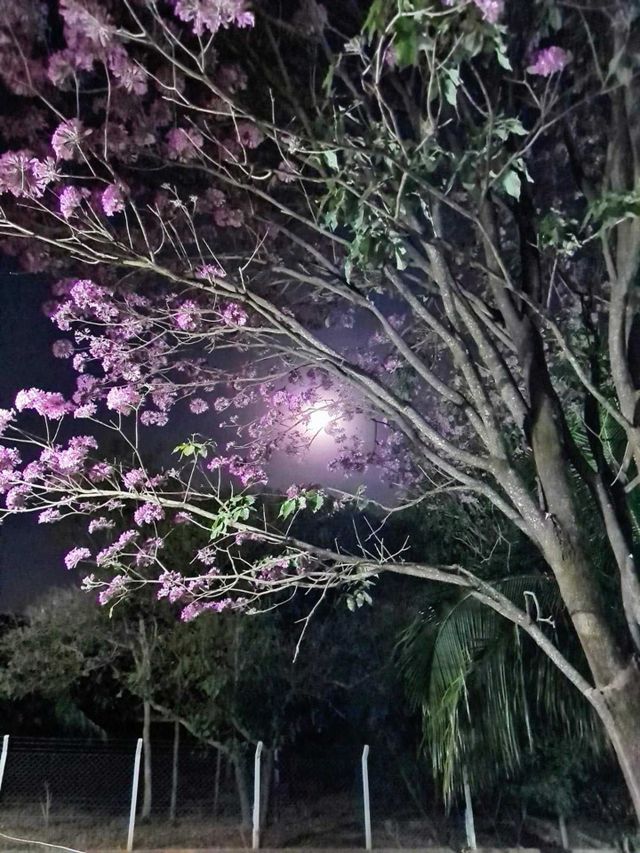 lua cheia iluminando o ipê rosa