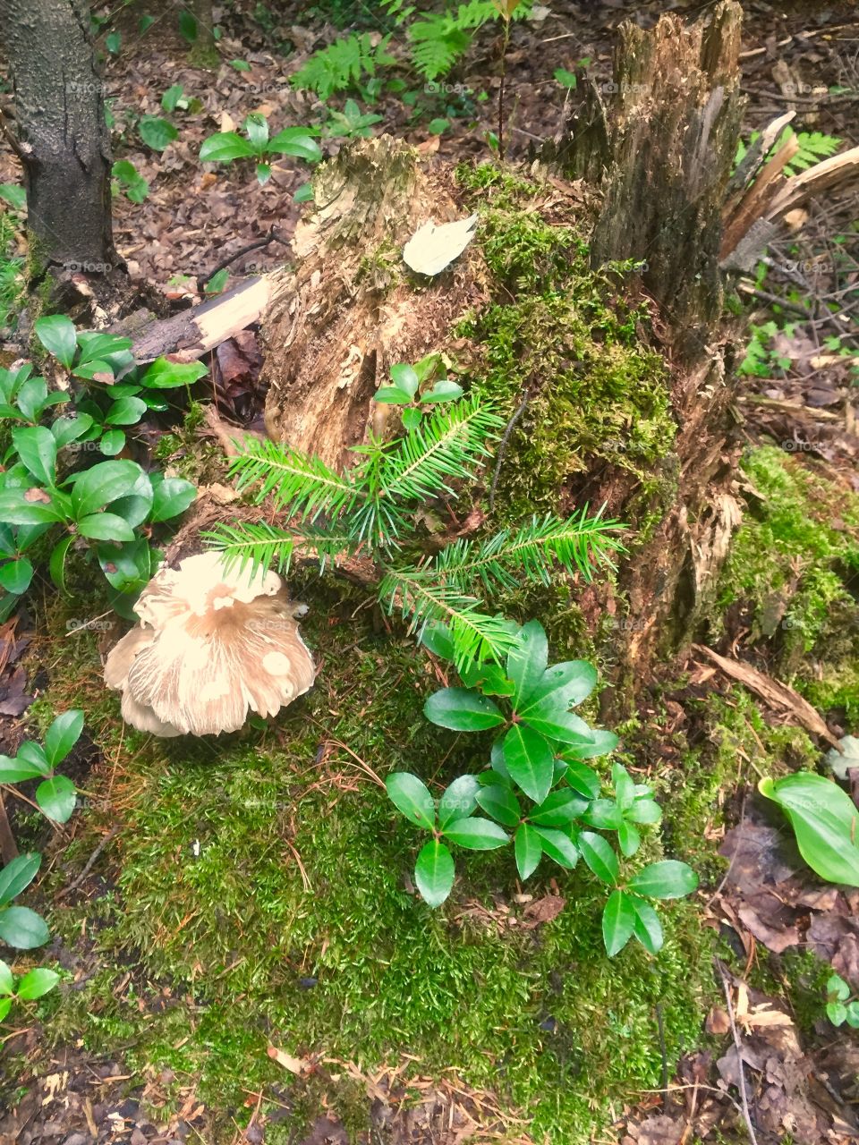 Little nature ,mushroom