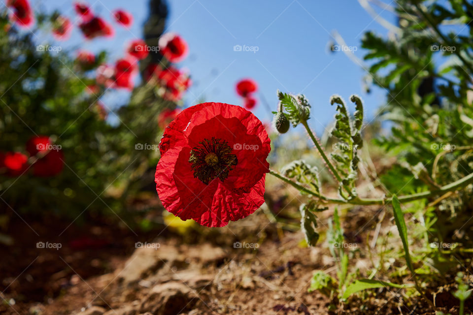 Wild poppy flower 