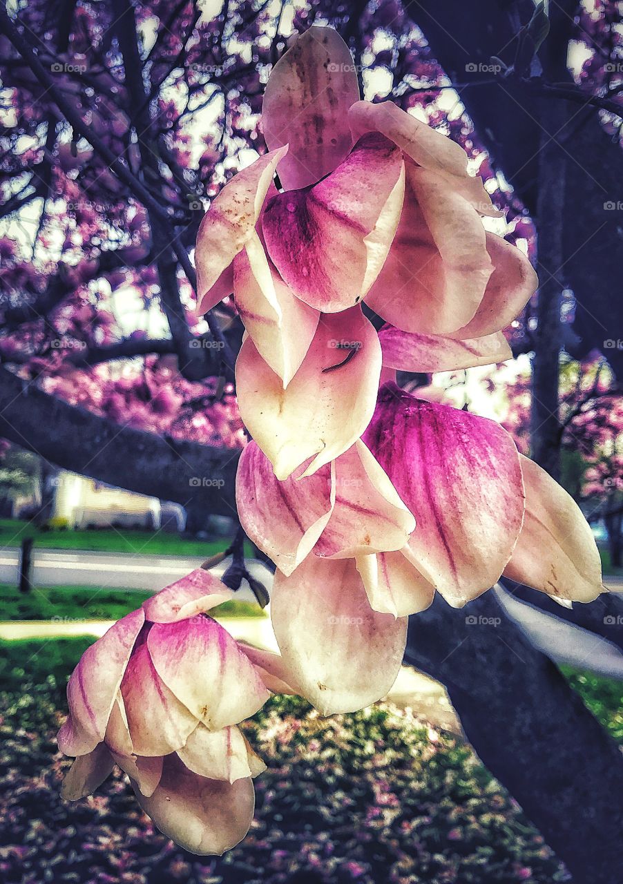 Soddened magnolia 