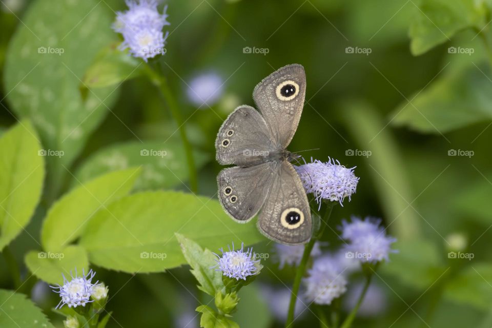 Ring Butterfly on Lavendar Babybreathe flowers