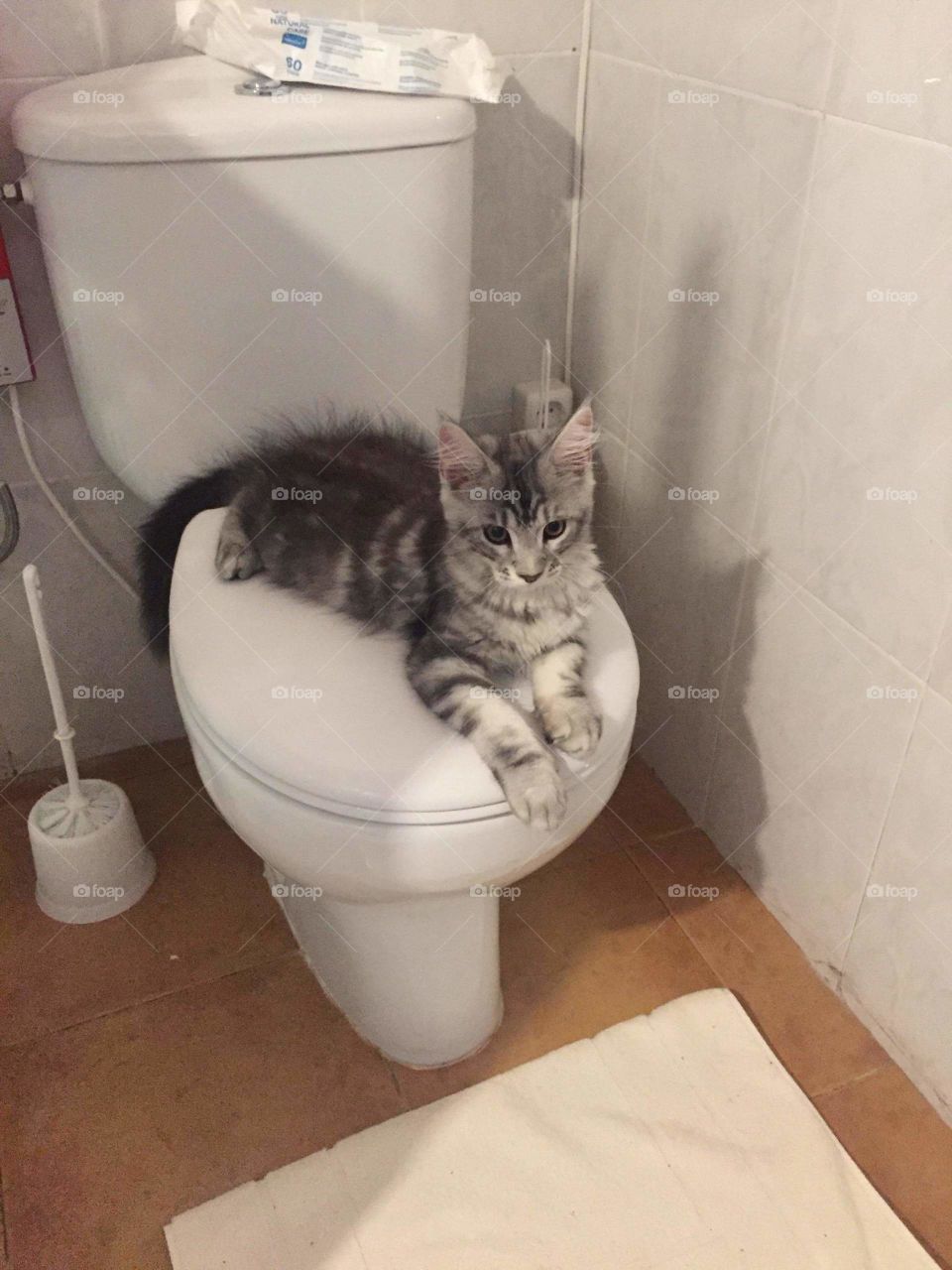 Little Maine Coon sitting pretty on a toilet bowl